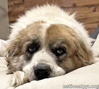 Lucky in TN - The Cutest Tripod Cuddle-Bug! - Photo 3