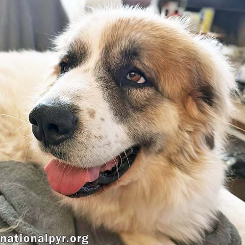 LUCKY IN TN - THE CUTEST TRIPOD CUDDLE-BUG! - Great Pyrenees available for adoption