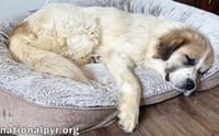 Lucky in TN - The Cutest Tripod Cuddle-Bug! - Photo 2