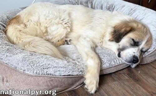 LUCKY IN TN - THE CUTEST TRIPOD CUDDLE-BUG! - Great Pyrenees available for adoption