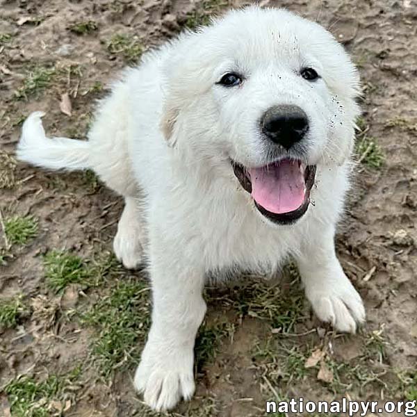 LUCY IN MD - KISS‑GIVING CHAMPION! - Great Pyrenees available for adoption