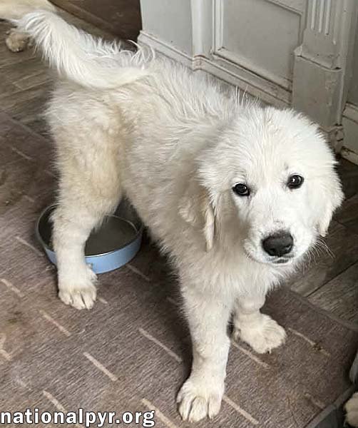 LUCY IN MD - KISS‑GIVING CHAMPION! - Great Pyrenees available for adoption
