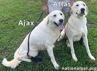 Atlas & Ajax in AL - Playful Bonded Pair! - Photo 2