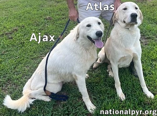 ATLAS & AJAX IN AL - PLAYFUL BONDED PAIR! - Great Pyrenees available for adoption
