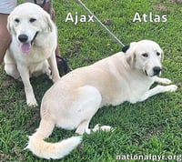 Atlas & Ajax in AL - Playful Bonded Pair! - Photo 3
