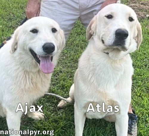 ATLAS & AJAX IN AL - PLAYFUL BONDED PAIR! - Great Pyrenees available for adoption