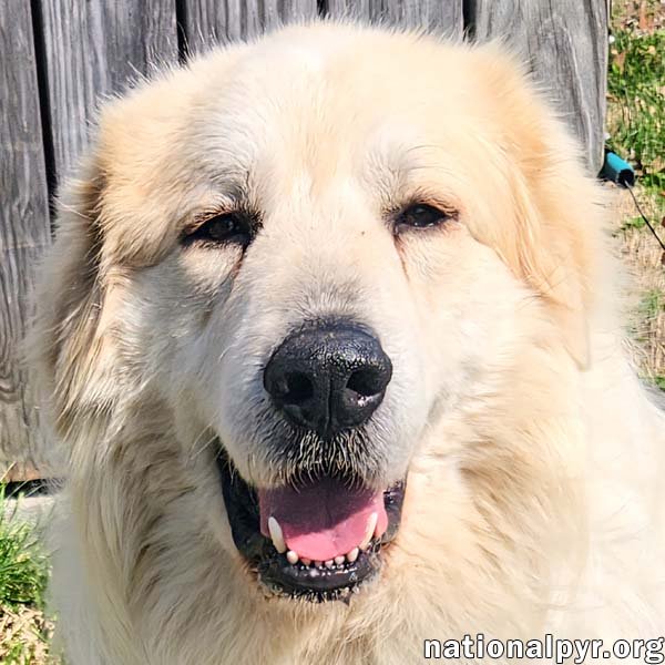 Cooper in KY - Smart, Sweet & Seriously Charming! Image