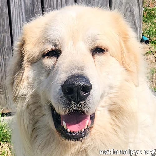 COOPER IN KY - SMART, SWEET & SERIOUSLY CHARMING! - Great Pyrenees available for adoption