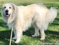 Cooper in KY - Smart, Sweet & Seriously Charming! - Photo 2