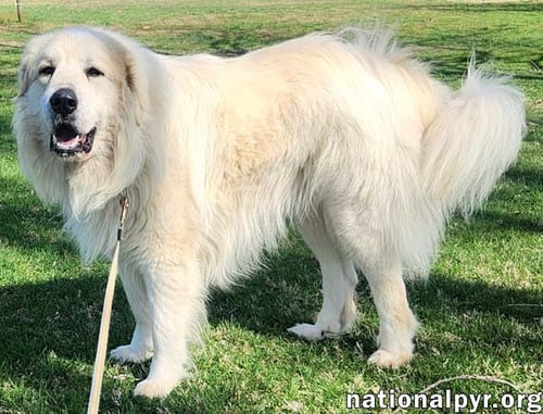 COOPER IN KY - SMART, SWEET & SERIOUSLY CHARMING! - Great Pyrenees available for adoption