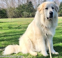 Cooper in KY - Smart, Sweet & Seriously Charming! - Photo 3