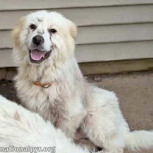 PARKER IN TN - HAPPY BOY WHO LOVES EVERYONE! - Great Pyrenees available for adoption