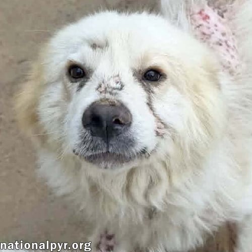 PARKER IN TN - HAPPY BOY WHO LOVES EVERYONE! - Great Pyrenees available for adoption