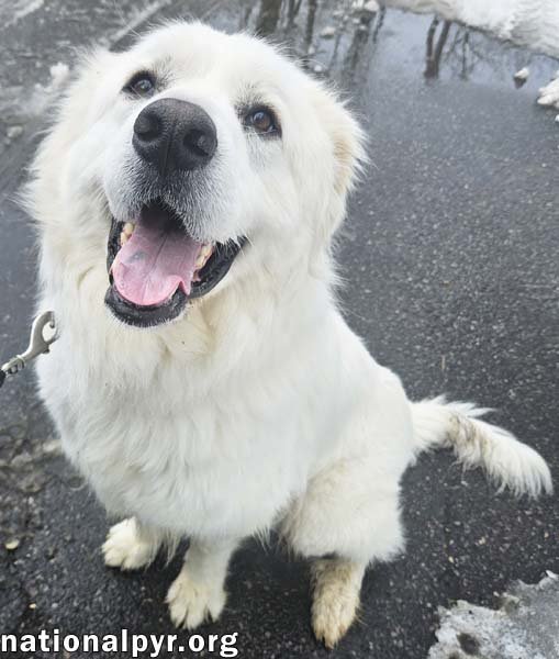GUS IN NJ - DEVOTED GUARDIAN ANGEL! - Great Pyrenees available for adoption