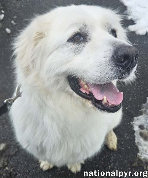 Gus in NJ - Devoted Guardian Angel! - Photo 3