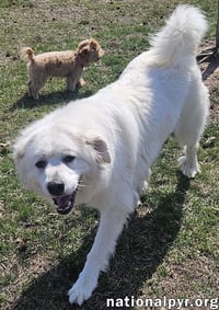 Gus in NJ - Devoted Guardian Angel! - Photo 2