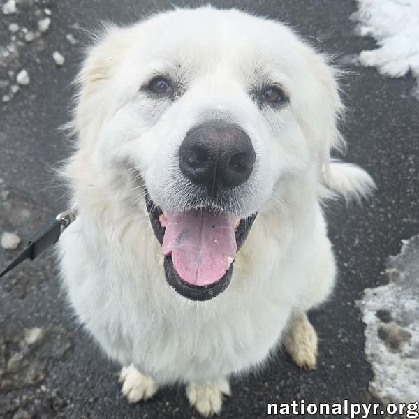 Gus in NJ - Devoted Guardian Angel! Image