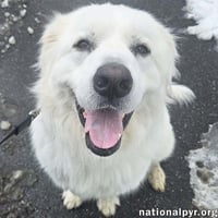 Gus in NJ - Devoted Guardian Angel! - Photo 1