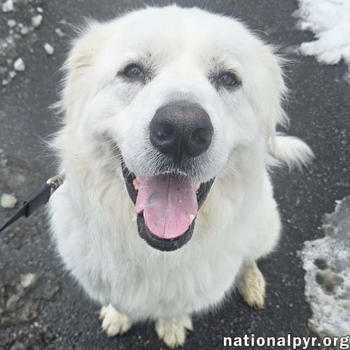 GUS IN NJ - DEVOTED GUARDIAN ANGEL! - Great Pyrenees available for adoption