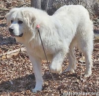 Gus in NJ - Devoted Guardian Angel! - Photo 3