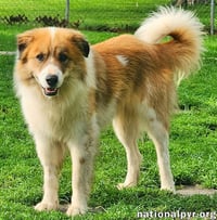 Runt in KY - Walks Great On Leash! - Photo 2