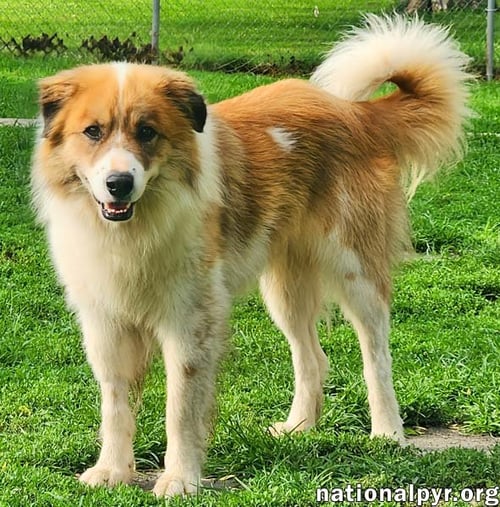RUNT IN KY - WALKS GREAT ON LEASH! - Great Pyrenees / Border Collie available for adoption