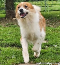Runt in KY - Walks Great On Leash! - Photo 3