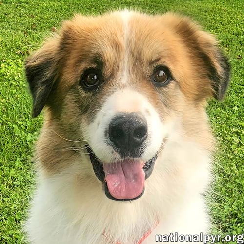 RUNT IN KY - WALKS GREAT ON LEASH! - Great Pyrenees / Border Collie available for adoption