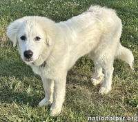 Red the White Dog in NJ - Eager-To-Please Sweetie! - Photo 3