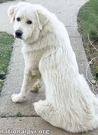 Red the White Dog in NJ - Eager-To-Please Sweetie! - Photo 2