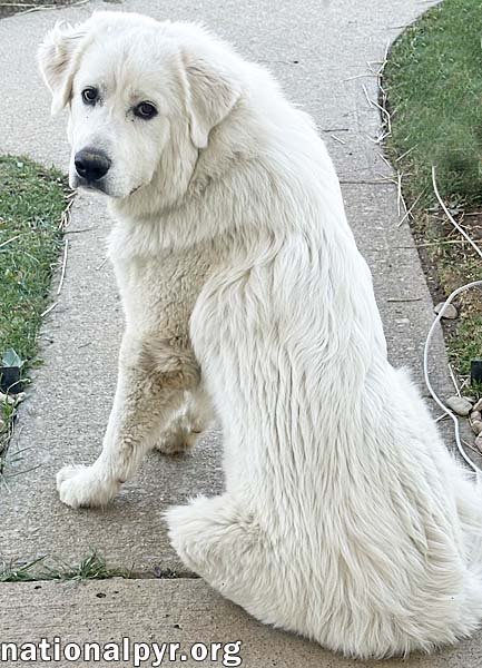 RED THE WHITE DOG IN NJ - EAGER-TO-PLEASE SWEETIE! - Great Pyrenees available for adoption
