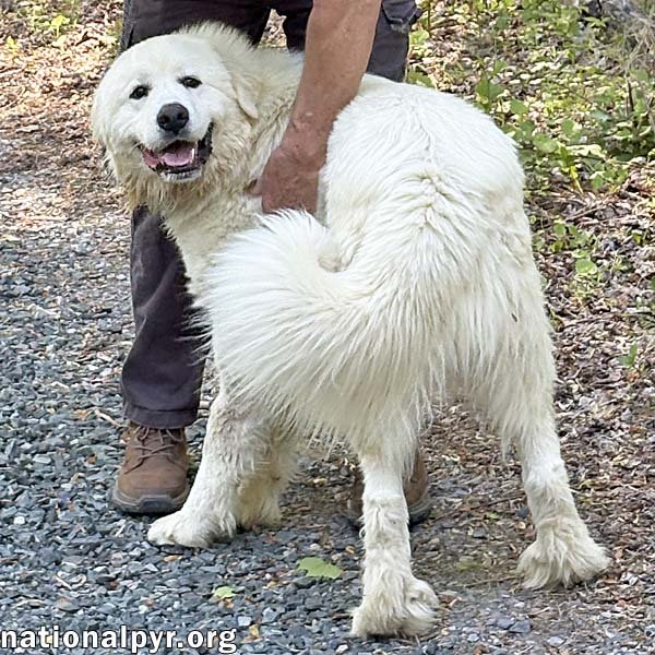 Red the White Dog in NJ - Eager-To-Please Sweetie! Image