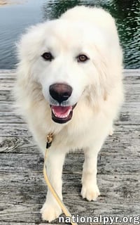 Kami in KY - Sweet & Playful! - Photo 2