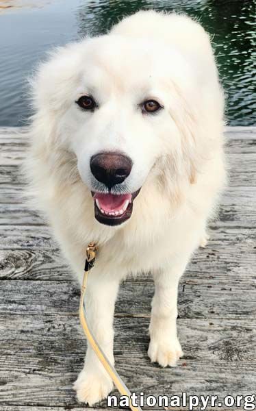 KAMI IN KY - SWEET & PLAYFUL! - Great Pyrenees available for adoption