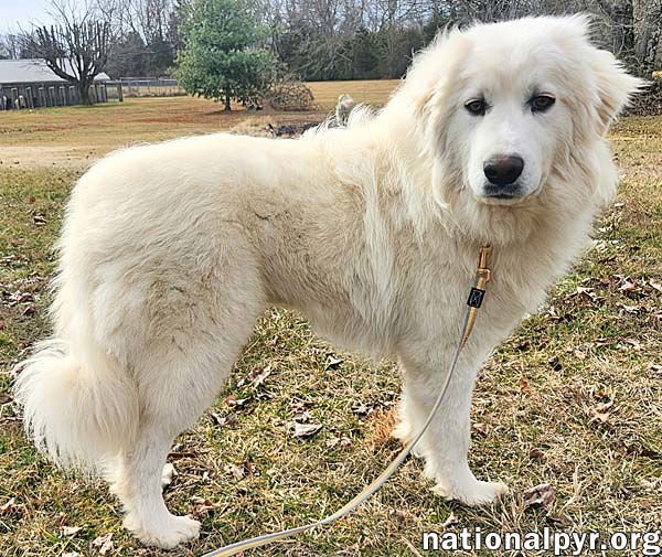 Kami in KY - Sweet & Playful! - Photo 3