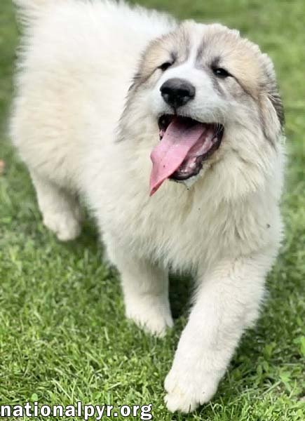 CREEPER IN OH - HAPPY, CONFIDENT & CURIOUS! - Great Pyrenees available for adoption