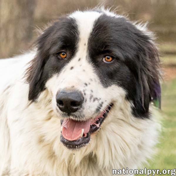 Biggin in NJ - Loves Going For Walks! Image