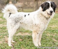 Biggin in NJ - Loves Going For Walks! - Photo 2