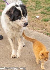Biggin in NJ - Loves Going For Walks! - Photo 3