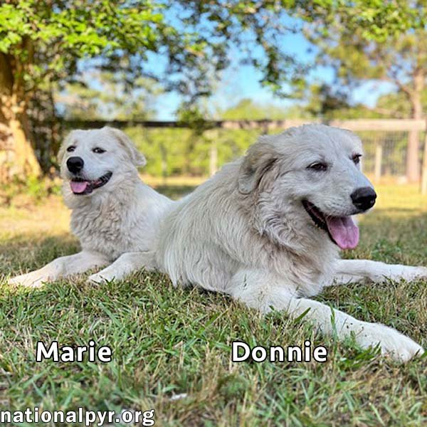 Donnie & Marie in GA - Sweet Bonded Pair! Image