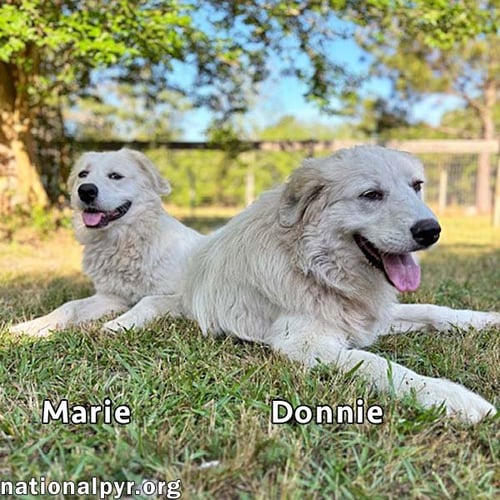 DONNIE & MARIE IN GA - SWEET BONDED PAIR! - Great Pyrenees available for adoption