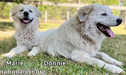DONNIE & MARIE IN GA - SWEET BONDED PAIR! - Great Pyrenees available for adoption
