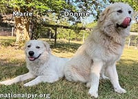 Donnie & Marie in GA - Sweet Bonded Pair! - Photo 3