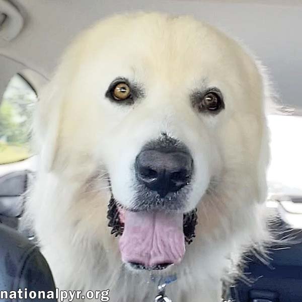 CHACHA IN IN - GENTLE & KIND TO ALL ANIMALS! - Great Pyrenees available for adoption