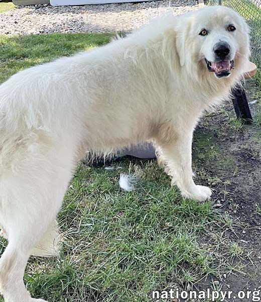 CHACHA IN IN - GENTLE & KIND TO ALL ANIMALS! - Great Pyrenees available for adoption
