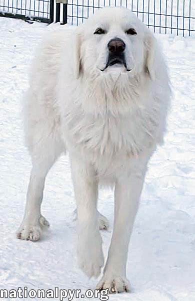 ChaCha in IN - Gentle & Kind To All Animals! - Photo 3