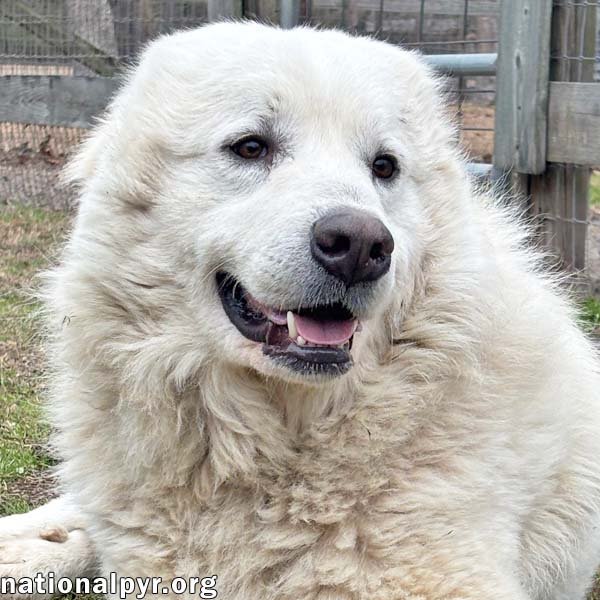 SNOWFLAKE IN GA - LOVES SNUGGLES & POPCORN! - Great Pyrenees available for adoption