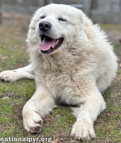 SNOWFLAKE IN GA - LOVES SNUGGLES & POPCORN! - Great Pyrenees available for adoption