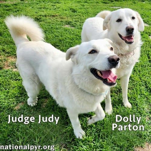 JUDGE JUDY & DOLLY PARTON IN KY - A FUN DUO! - Great Pyrenees available for adoption