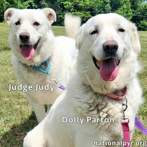 JUDGE JUDY & DOLLY PARTON IN KY - A FUN DUO! - Great Pyrenees available for adoption